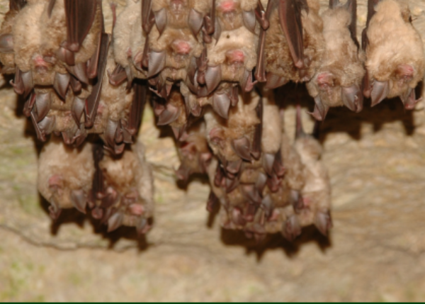 Disentangling the roles of habitat and climate in shaping the northern distribution limits of European bats